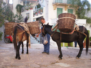 Cyclades - donkeys are a local form of transport